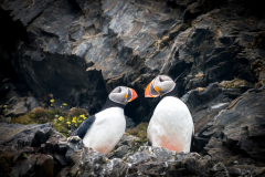 Puffin Pair