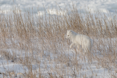 Arctic Fox in Grass