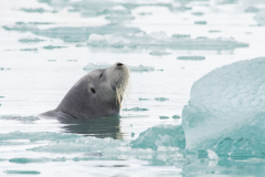 Smiling Bearded Seal