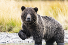 2nd-year-cub-posed-in-water