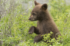 Bear-cub-in-greenery