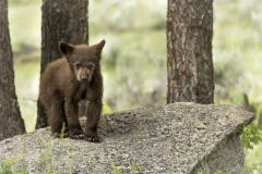 Bear-cub-on-rock