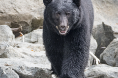 Black-Bear-near-Quinasam-Hatchery-d-1