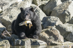 Black-Bear-with-fish-in-mouth