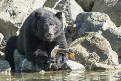 Black-Bear-with-fish-in-paws-2