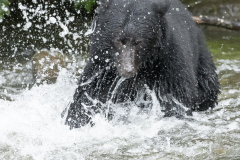 Black-bear-Missed