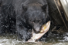 Blck-Bear-with-Salmon-at-the-Quinsam-fish-fence-close-up