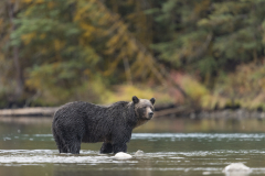 Brown-Bear-Fall