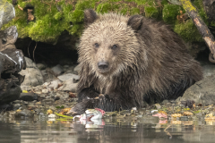 Grizz-cub-on-bank-3