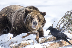 Grizzly-Sam-talking-to-Raven