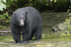 Rolly-poly-black-bear
