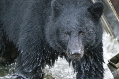 bbear-close-up_-2