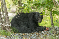 bear-eating-salmon