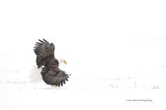 A Whisper of Wings in winter