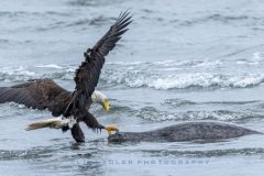 Eagle's Dilemma