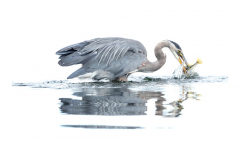 High-Key-Heron-Catching-Fish-Square-Format