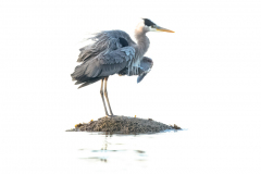 High-Key-Heron-Shaking-Feathers-square-format