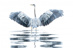 High-Key-Heron-Spreading-wings-square-format