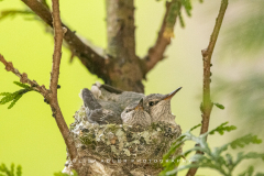 2-babies-in-nest-2