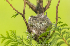 2-babies-in-nest