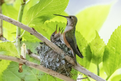 6.5.20-Rufous-HB-at-nest