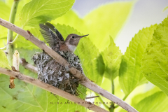 6.5.20-Rufous-HB-baby-in-nest-wings-out