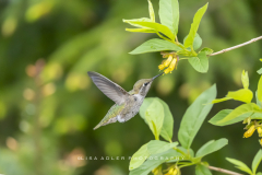 Annas-HB-eating-from-flower