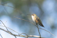 Female-Rufous-HB-on-tiny-branch