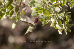 Flying-Annas-HB-at-flower