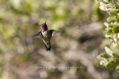 Flying-Annas-HB