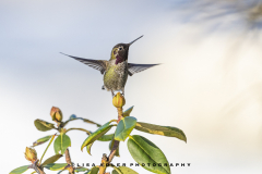 Male-Annas-dancing-on-bud