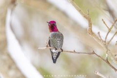 Male-Annas-on-branch-pink-face