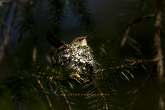 Rufous-HB-on-nest-in-highlight