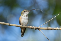 Rufous-HB-with-tongue-out