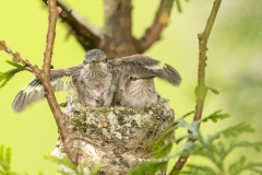 close-up-baby-flapping-wings