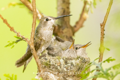 close-up-mama-and-babies-d500