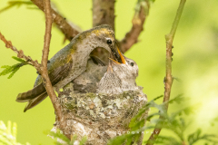 close-up-mama-feeding-babies-bugs-d500