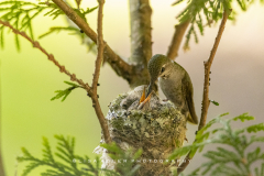 mama-feeding-baby