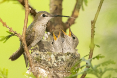 mama-tongue-out-babies-open-mouths