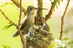 moma-and-babies-in-nest