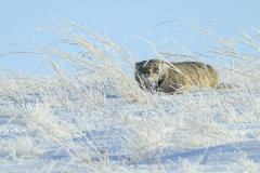 Pallas Cat in Frosty Grass