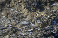 Snow Leopard in Habitat