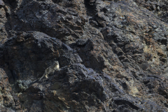 Snow Leopard in Rocks