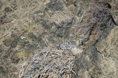 Snow Leopard Kitten on a Nest