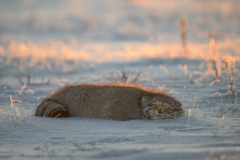 Sunset and Pallas Cat