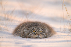 Pallas cat in winter twilight
