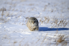 Pallas Cat Running