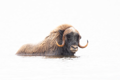 Musk Ox in Water