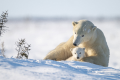 A Polar Bond