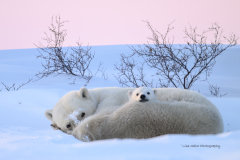 A Mother's Warmth